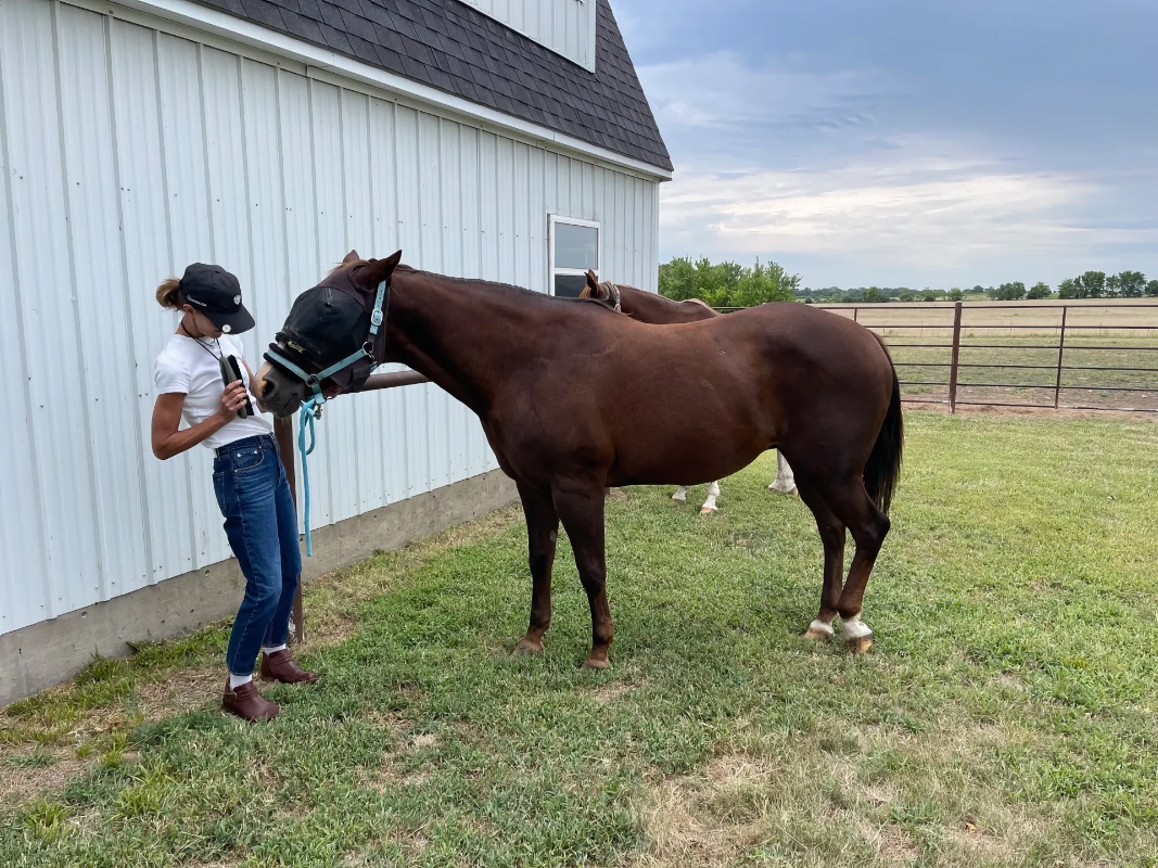 Bix Ro Horse Haven is a horse rescue and horse shelter