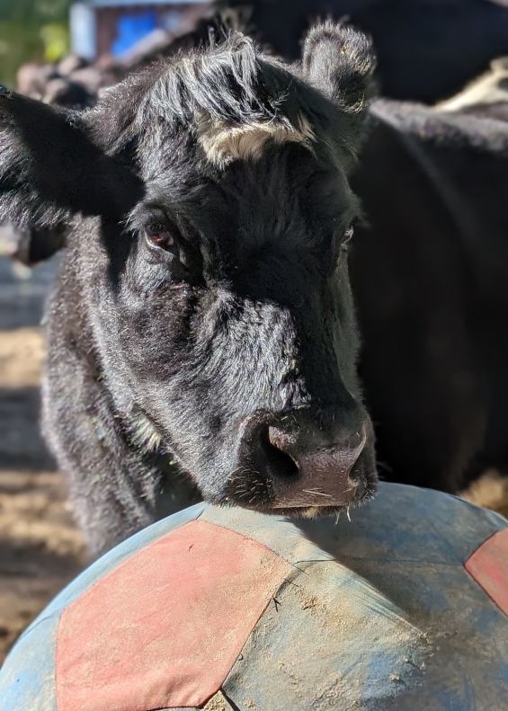 Gentle Barn animal sanctuary